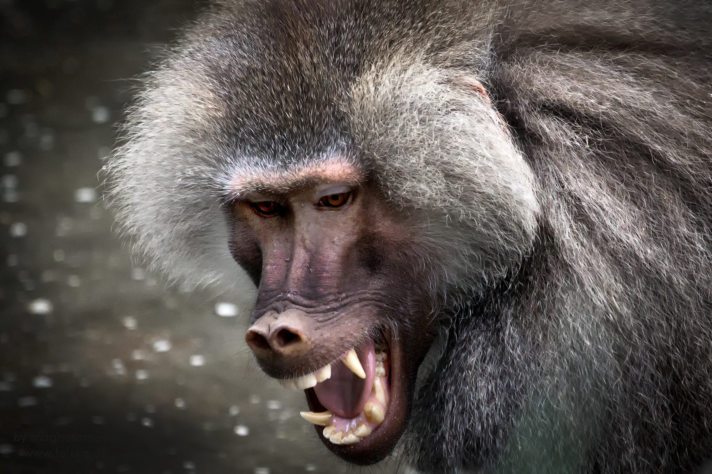 angry baboon
