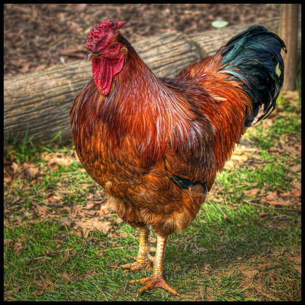 young rooster Dresdner